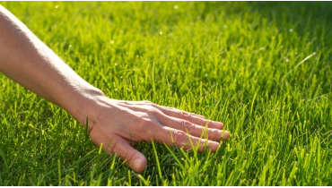 Human palm touching lawn grass | The Grounds Guys of Gettysburg