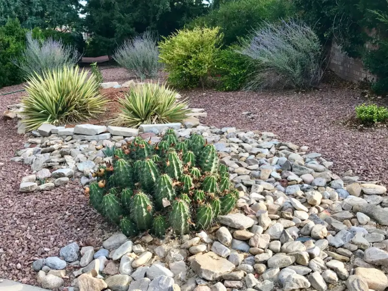 Xeriscaping plants.