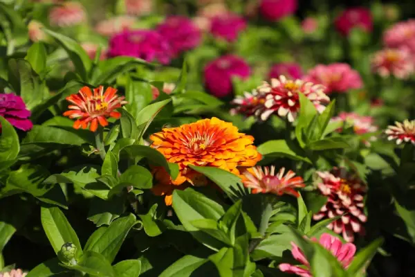 Zinnias.