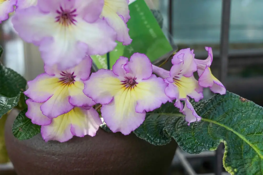 Cape Primrose indoor plant.