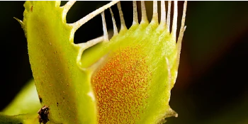 Venus Fly Trap