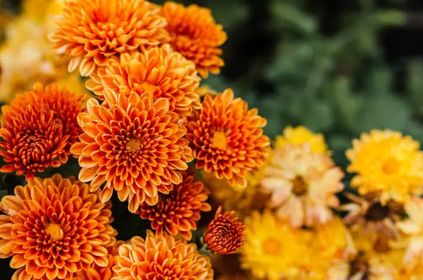 Chrysanthemum flowers.