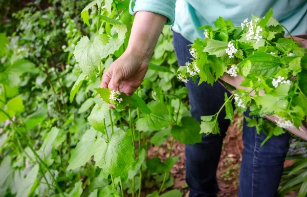 invasive plant in a person's garden