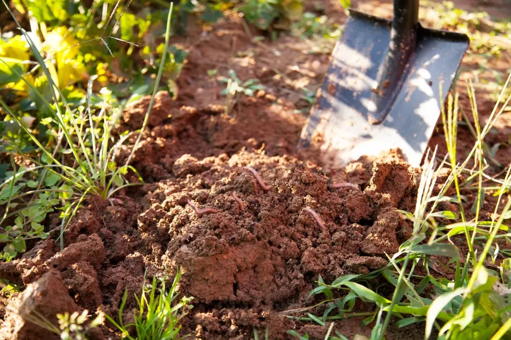 Earthworms in compost and soil