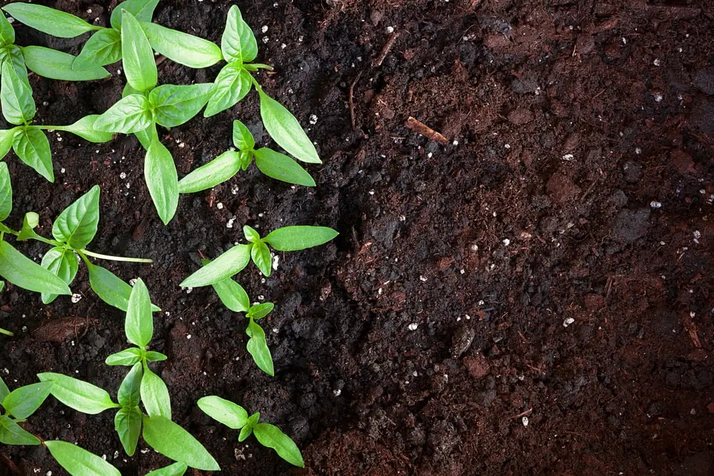 Small plants growing in compost and soil