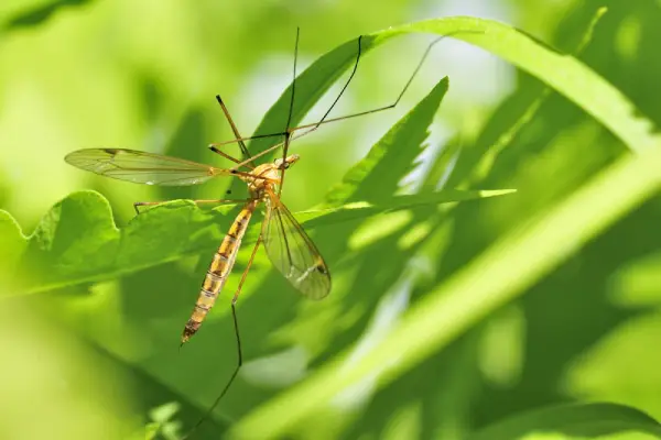 Leatherjackets