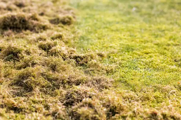 Lawn thatch lying on top of grass.