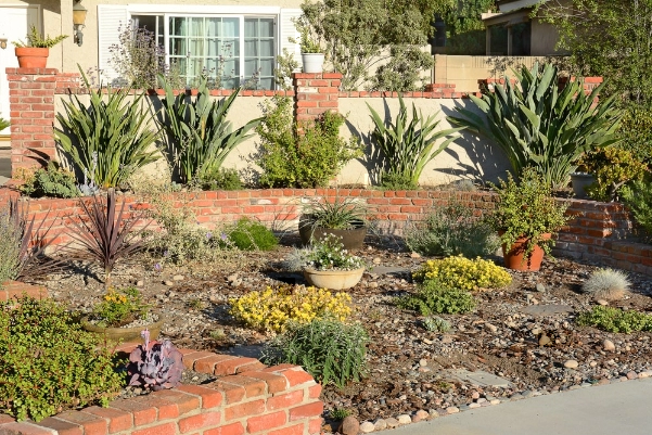 Drought-tolerant plants in the front yard of a home.