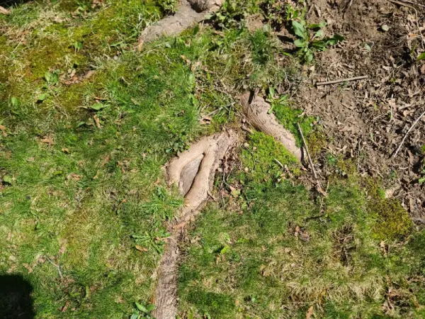 Chainsaw on exposed tree root