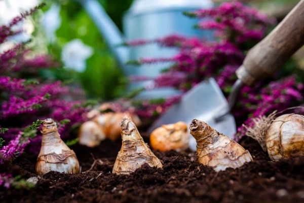 Alt Bulbs of flowers and heather seedlings ready for autumn planting