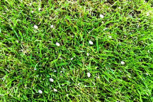 Fertilizer in blades of grass