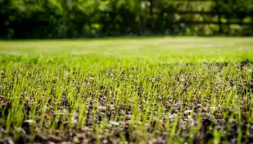 Grass seed sprouting on lawn.