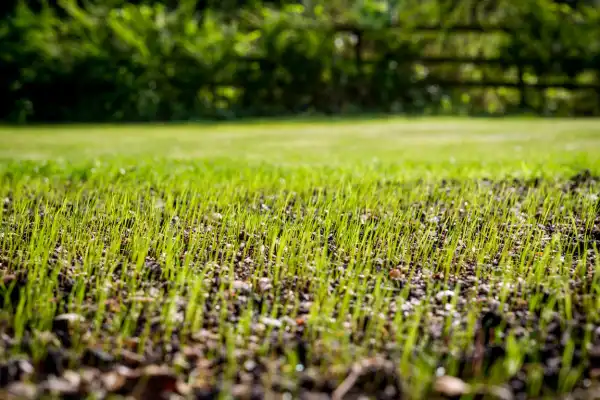 Grass seeds sprouting.