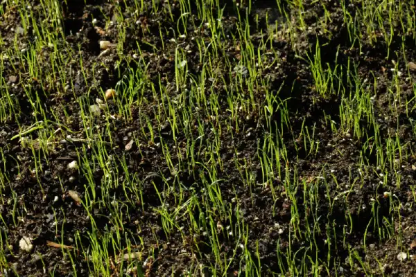 New grass growing out of soil.