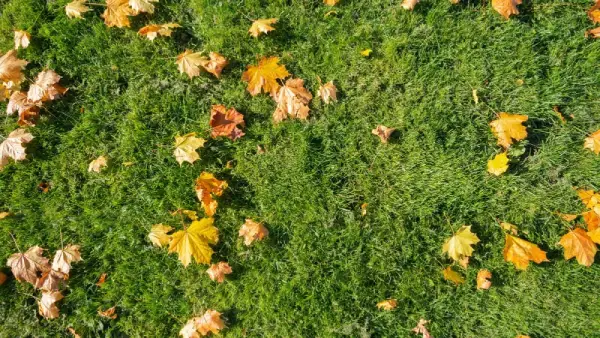 Healthy lawn with yellow fall leaves.