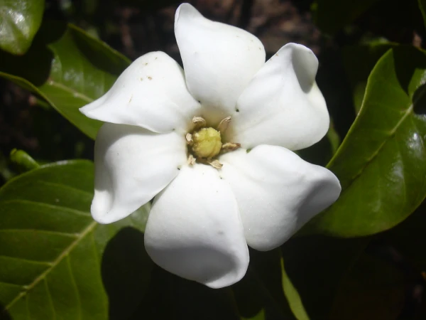 White flower reflecting daylight sun