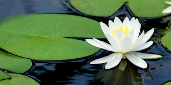 lily pads in water