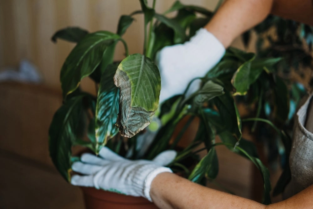 Indoor plant showing signs of disease