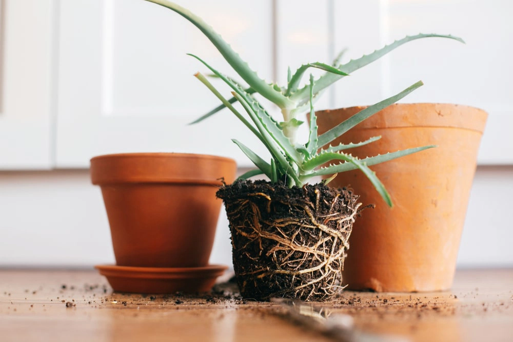 Indoor house plant next to two pots