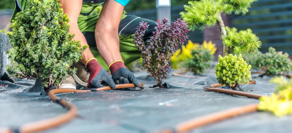 Landscaper installing irrigation system in vegetable garden