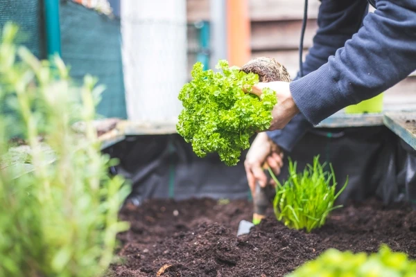 Woman is planting vegetables and herbs in raised kitchen garden.