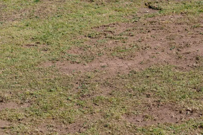 Grass with lawn grub damage.