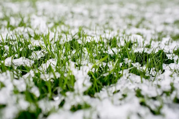 Lawn-in-Winter.