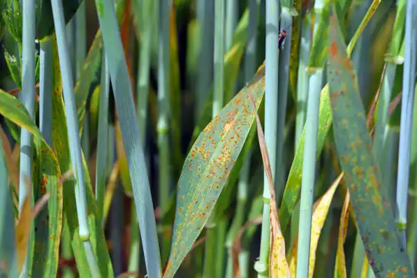 Blades of grass with lawn rust disease.