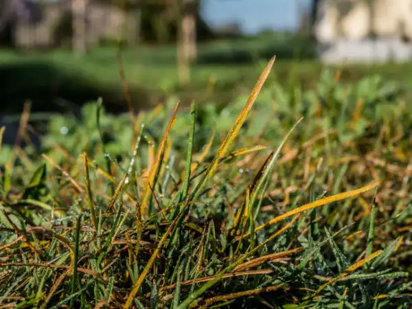 Lawn rust on blades of grass.