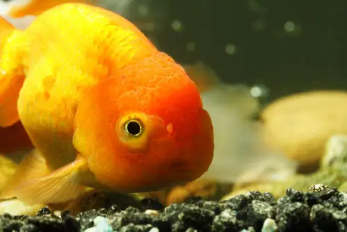 Lionhead fish in pond