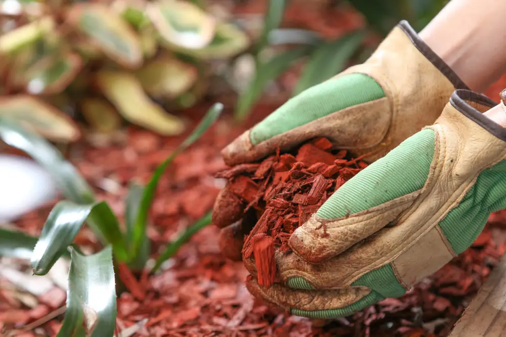 Landscaper adding mulch for plants