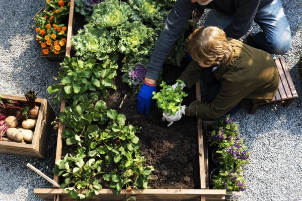 Father and child working on their outdoor kitchen garden