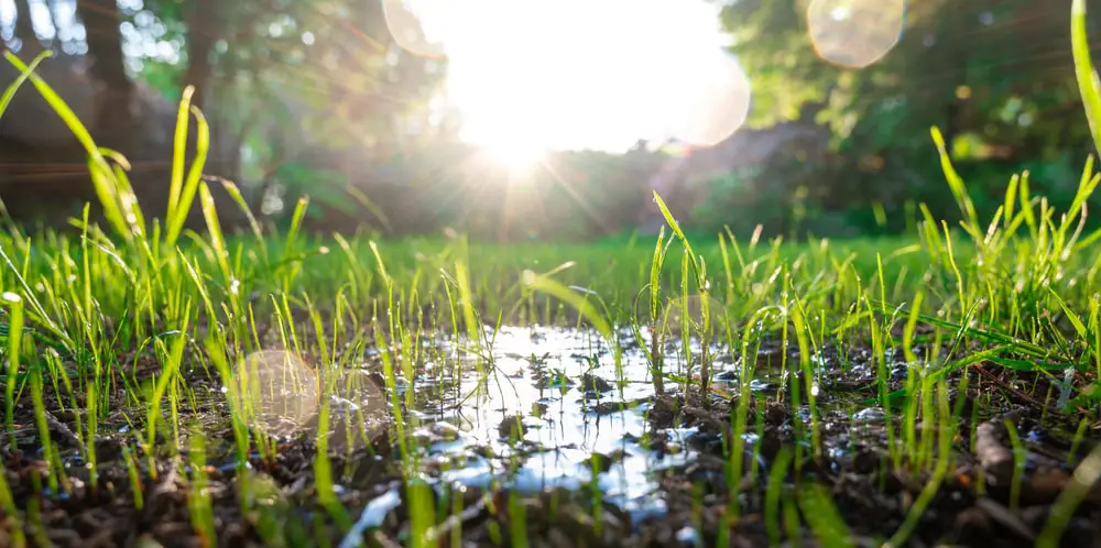 Overwatered lawn