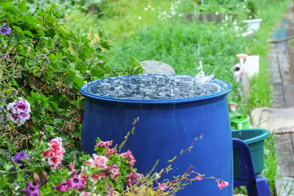 Rain barrel system in residential front yard