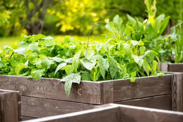 Landscaper building raised garden bed with wood frame