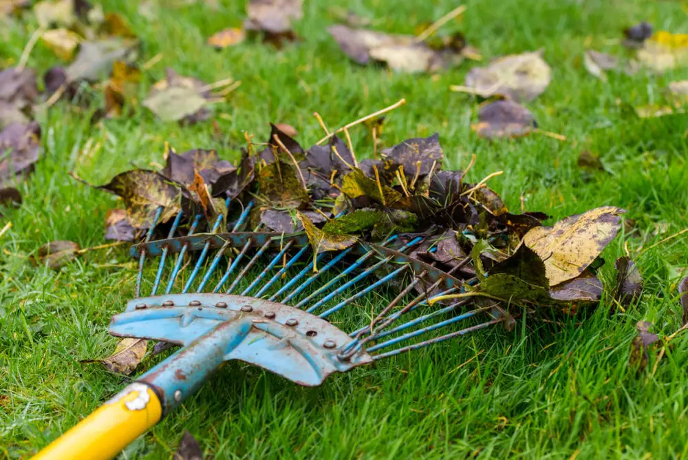 Rake in leaves on lawn