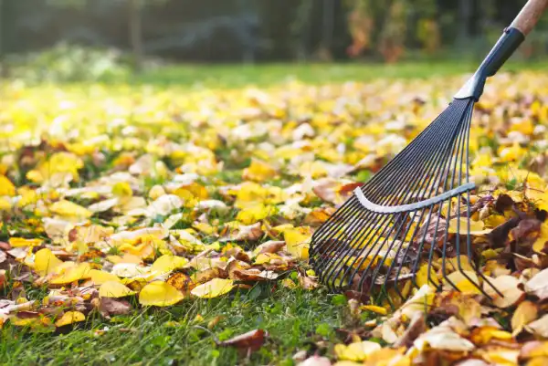 A rake being used to clean up yellow leaves on the ground.