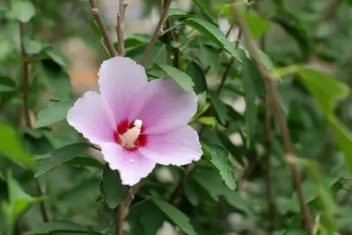 Rose-of-Sharon