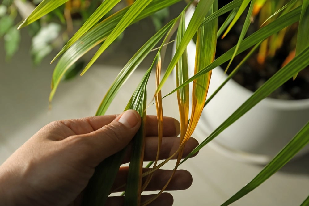 Leaves of indoor plant showing signs of disease