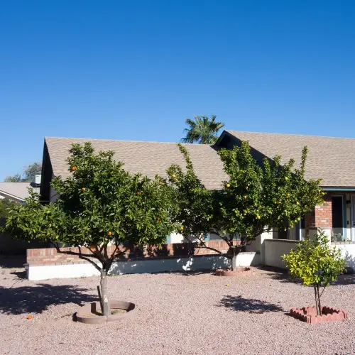 Small-Trees-Front-Yard