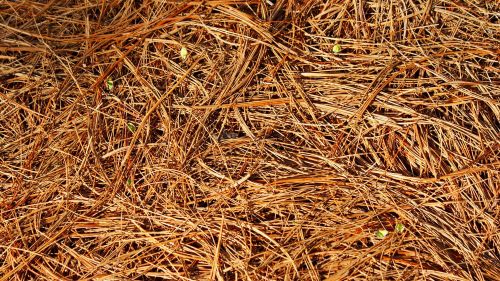 Straw mulch.