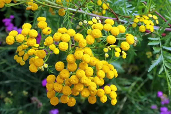 Tansy in a garden.