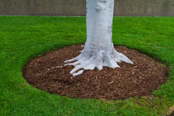 Mulch planted around a tree