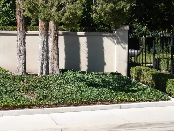 Trees planted in a bed with ground cover