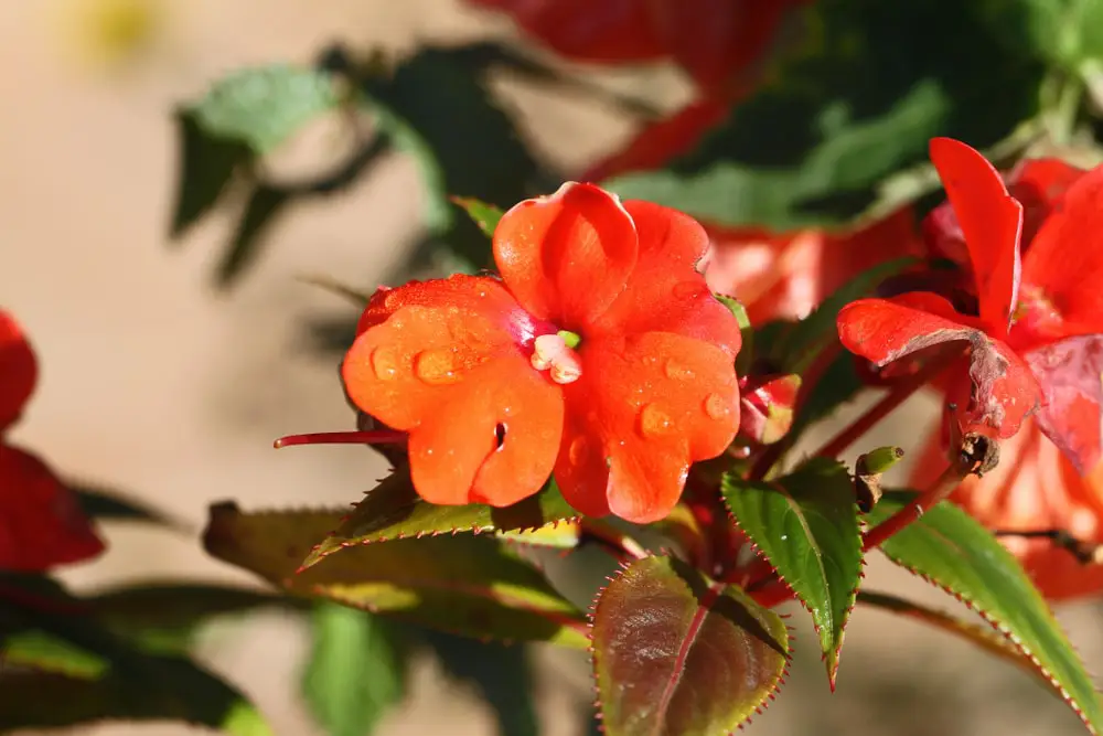 Wax Begonia flowers