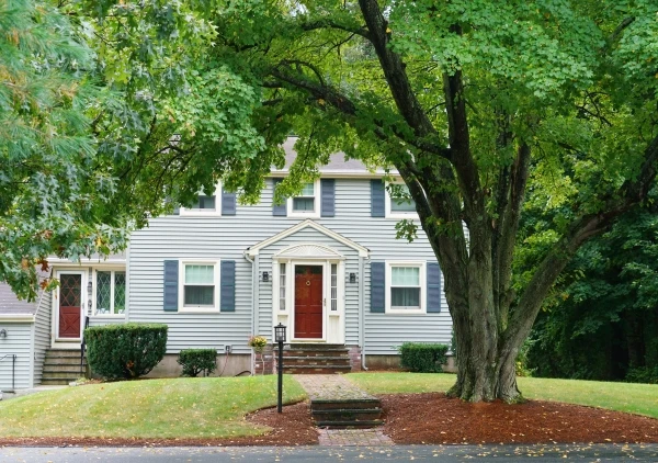 Large tree in front yard of a residential home