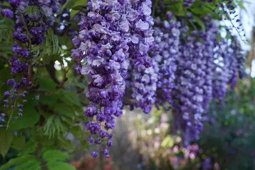 Wisteria