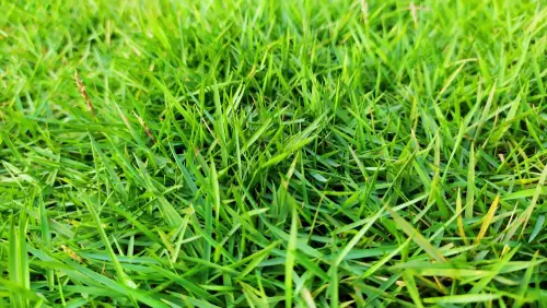 Zoysia-Grass