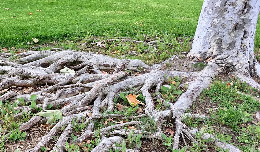 Exposed tree roots