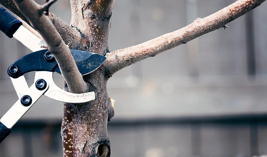 person pruning a tree